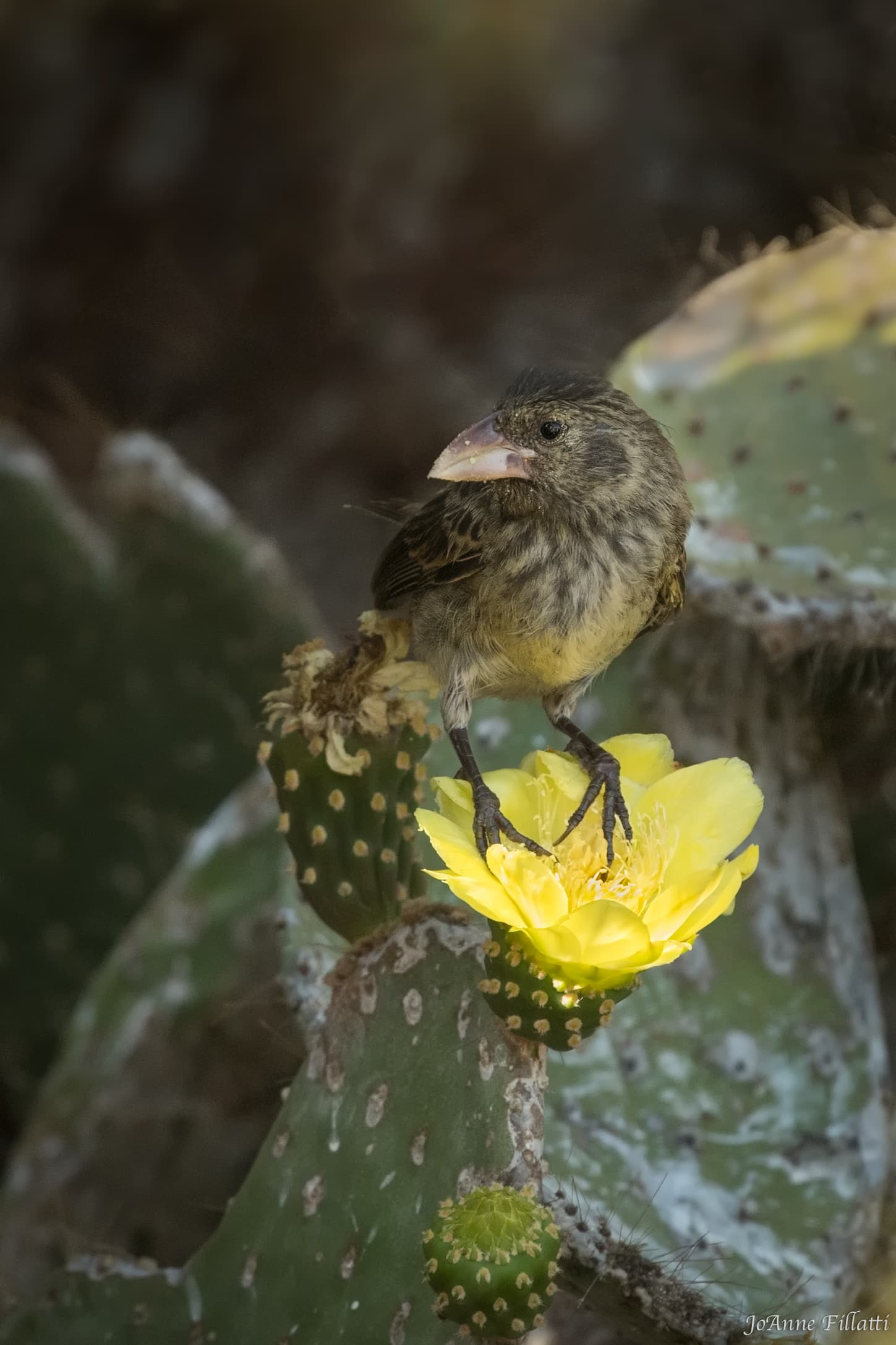 bird of galapagos image 35